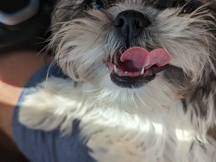 Southwest Veterinary Hospital Picture 10