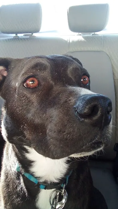 Southwest Veterinary Hospital Picture 8