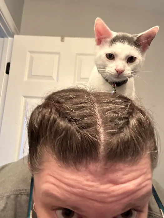 Cats Only Veterinary Clinic Picture 1