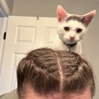 Cats Only Veterinary Clinic ico