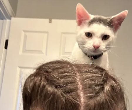 Cats Only Veterinary Clinic