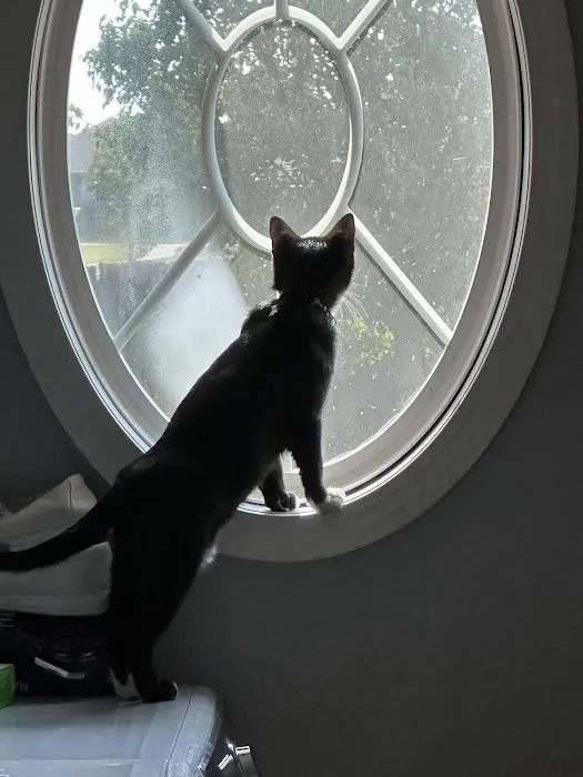 Cats Only Veterinary Clinic Picture 2