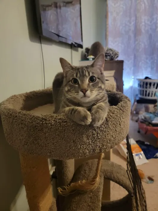 Cats Only Veterinary Clinic Picture 7