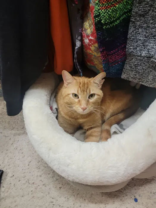 Cats Only Veterinary Clinic Picture 4