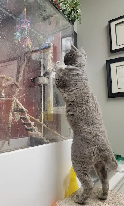 Cats Only Veterinary Clinic Picture 5