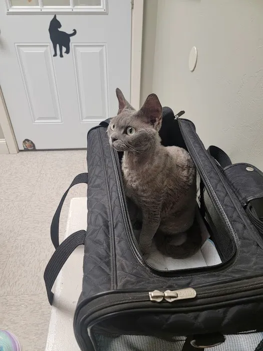 Cats Only Veterinary Clinic Picture 8