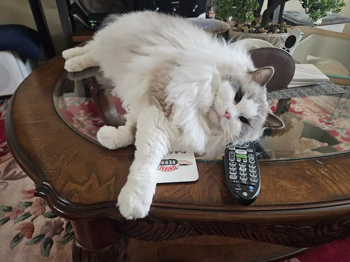 Cats Only Veterinary Clinic Picture 9