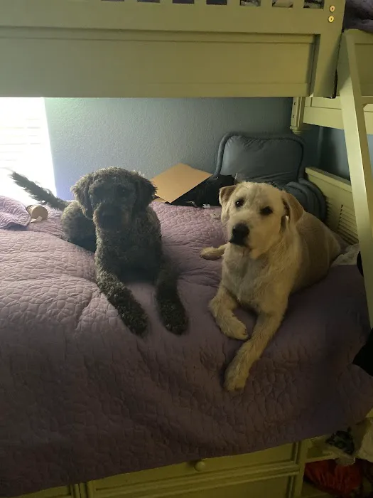 Village Veterinary Care Picture 1