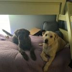 Village Veterinary Care