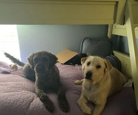 Village Veterinary Care