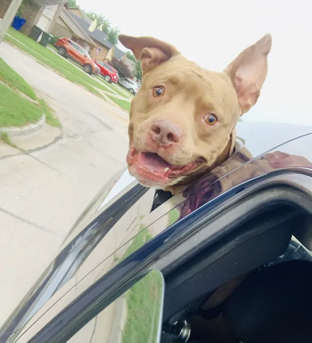 Village Veterinary Care Picture 3