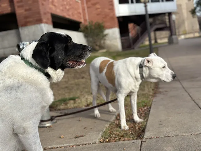 Village Veterinary Care Picture 5