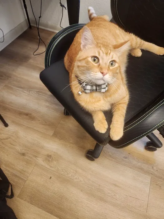 Village Veterinary Care Picture 4