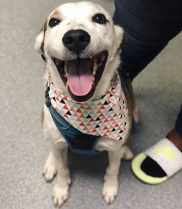 Village Veterinary Care Picture 6