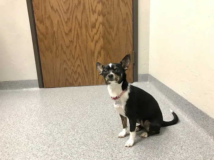 Village Veterinary Care Picture 10