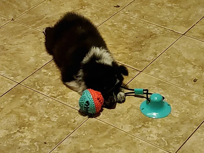 All Pets Veterinary Hospital Picture 1