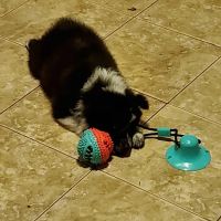 All Pets Veterinary Hospital ico