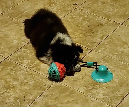 All Pets Veterinary Hospital