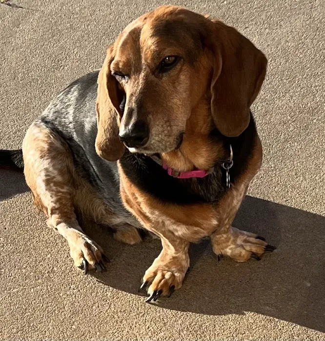 Main St Veterinary Hospital Picture 1