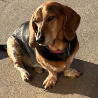 Main St Veterinary Hospital ico