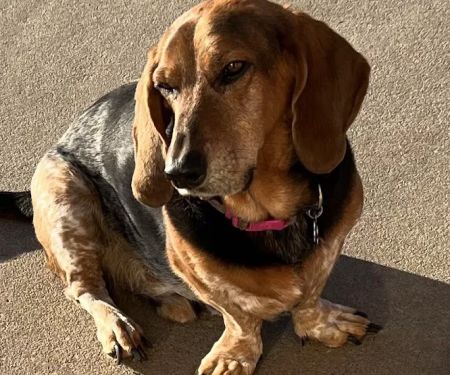 Main St Veterinary Hospital