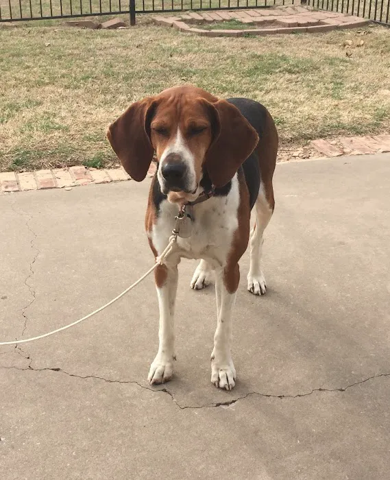 Main St Veterinary Hospital Picture 2