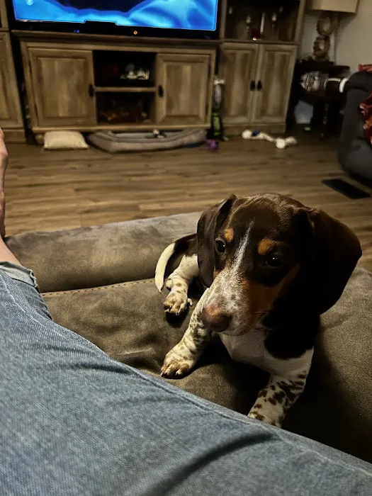 Main St Veterinary Hospital Picture 3