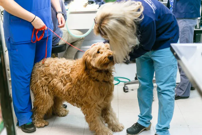 Main St Veterinary Hospital Picture 5