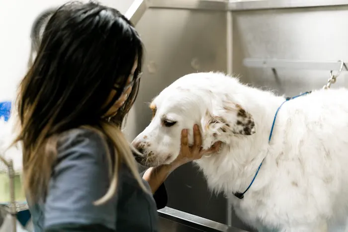 Main St Veterinary Hospital Picture 7