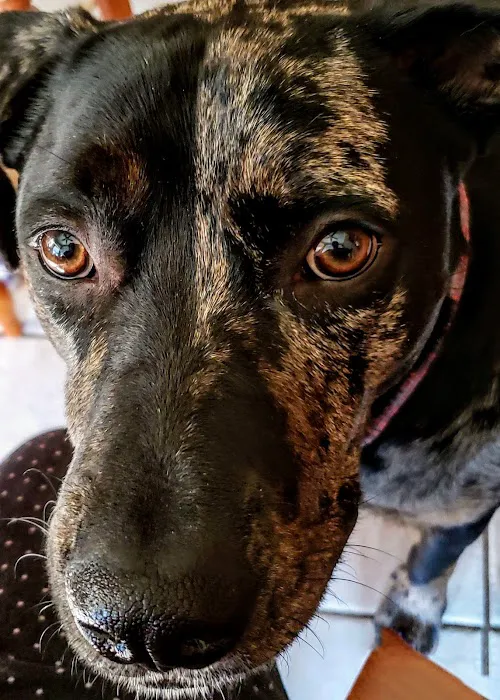 Shafer-Ray Kerry DVM Picture 1