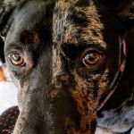 Shafer-Ray Kerry DVM