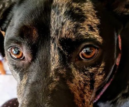 Shafer-Ray Kerry DVM