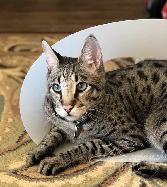 A1Savannahs Picture 2