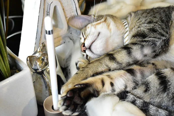 A1Savannahs Picture 6