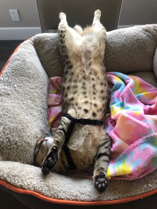 A1Savannahs Picture 4