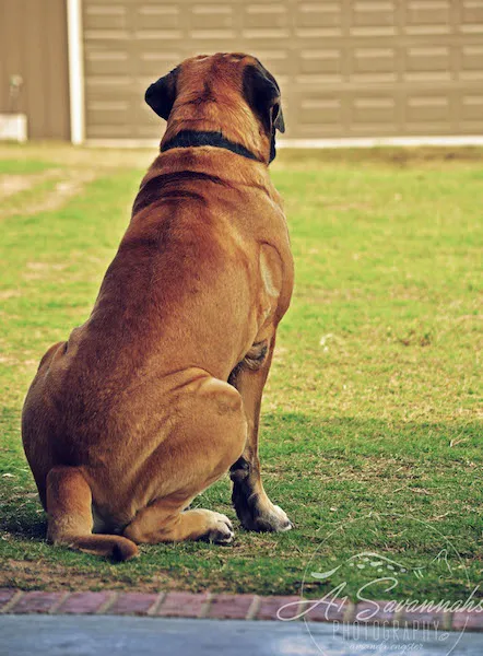 A1Savannahs Picture 7