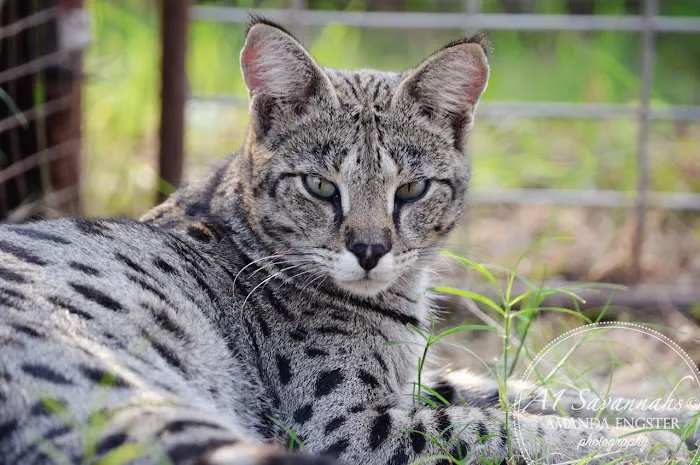 A1Savannahs Picture 10