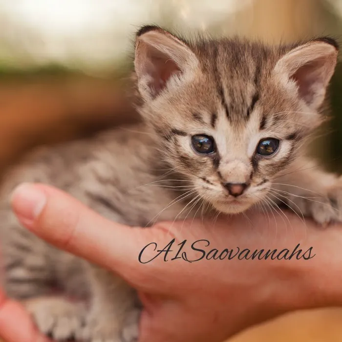 A1Savannahs Picture 8