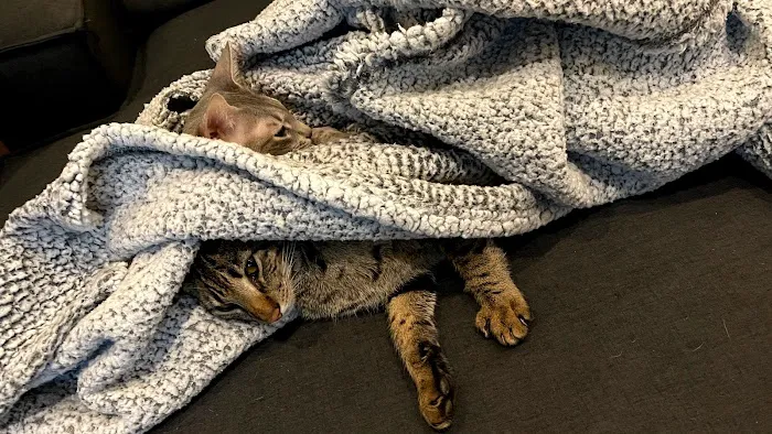 A1Savannahs Picture 9