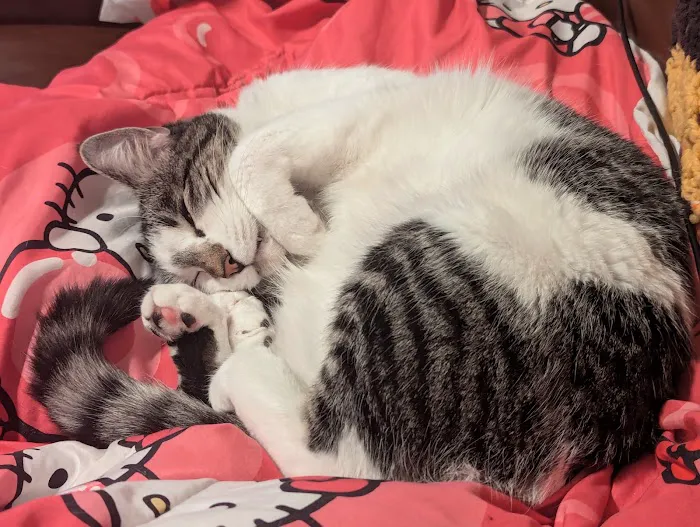 Okoboji Veterinary Hospital Picture 5