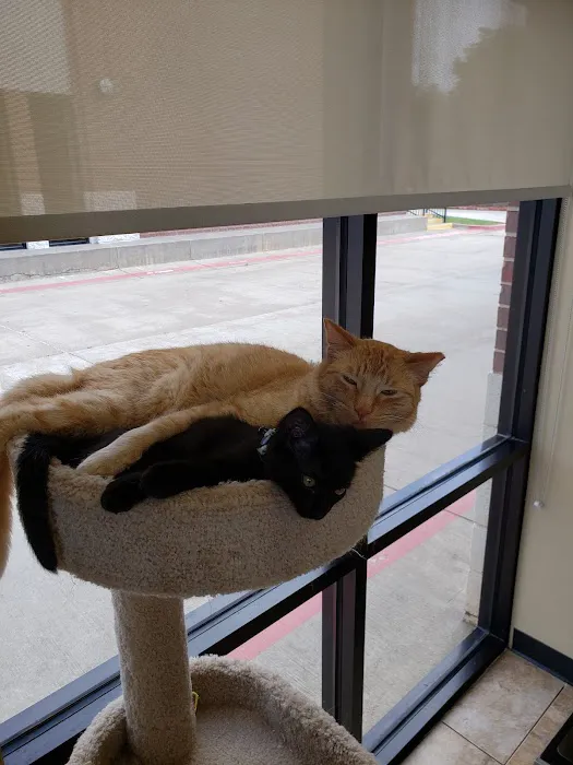 Mollet Pet Hospital and Urgent Care Picture 2