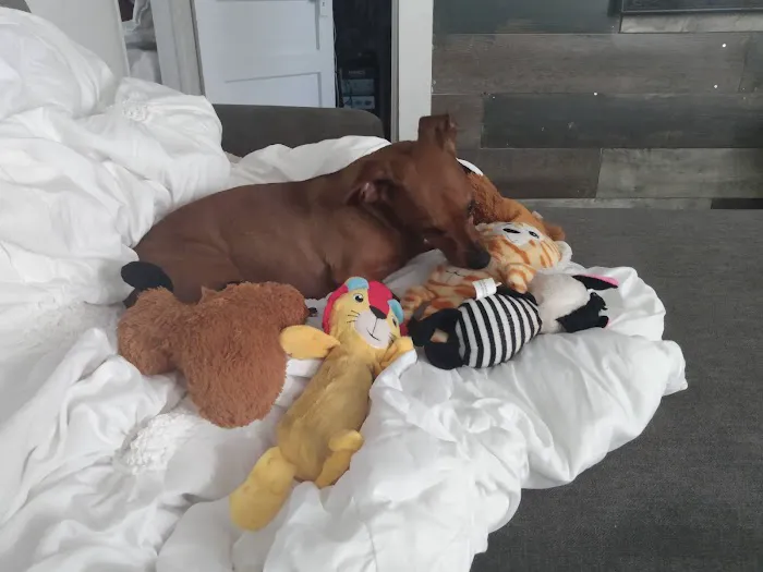 Mollet Pet Hospital and Urgent Care Picture 5