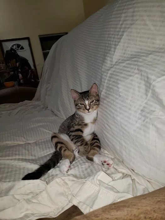 Mollet Pet Hospital and Urgent Care Picture 6