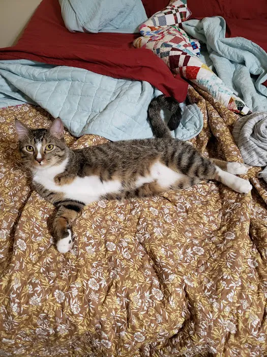 Mollet Pet Hospital and Urgent Care Picture 10