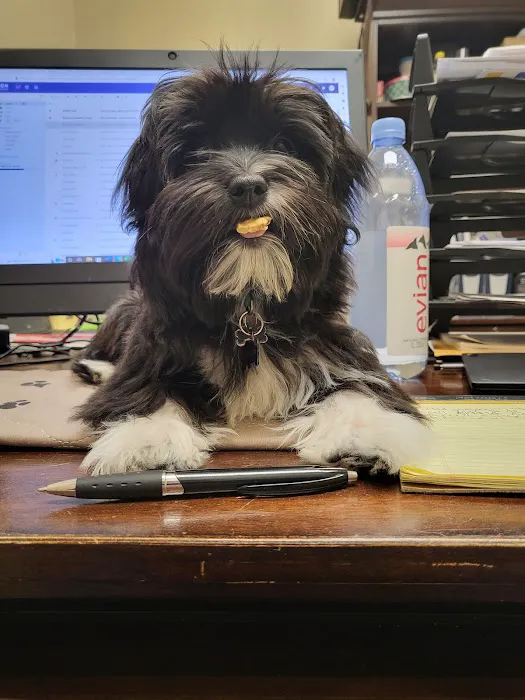 Mollet Pet Hospital and Urgent Care Picture 7