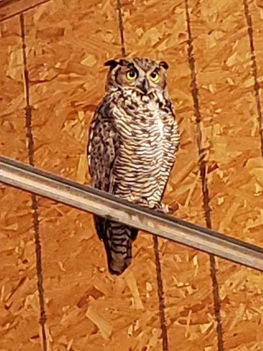 Mollet Pet Hospital and Urgent Care Picture 9