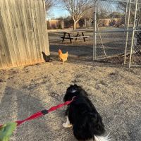 Santa Fe Veterinary Clinic ico