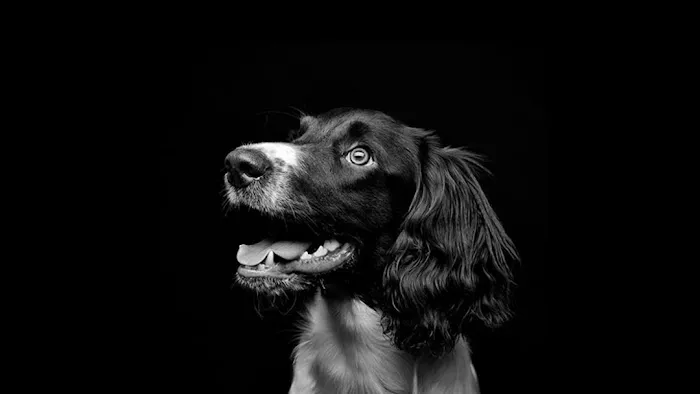 Santa Fe Veterinary Clinic Picture 7