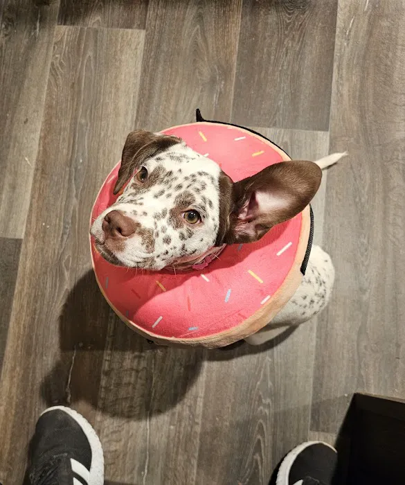 Scissortail Veterinary Specialists Picture 1