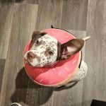 Scissortail Veterinary Specialists